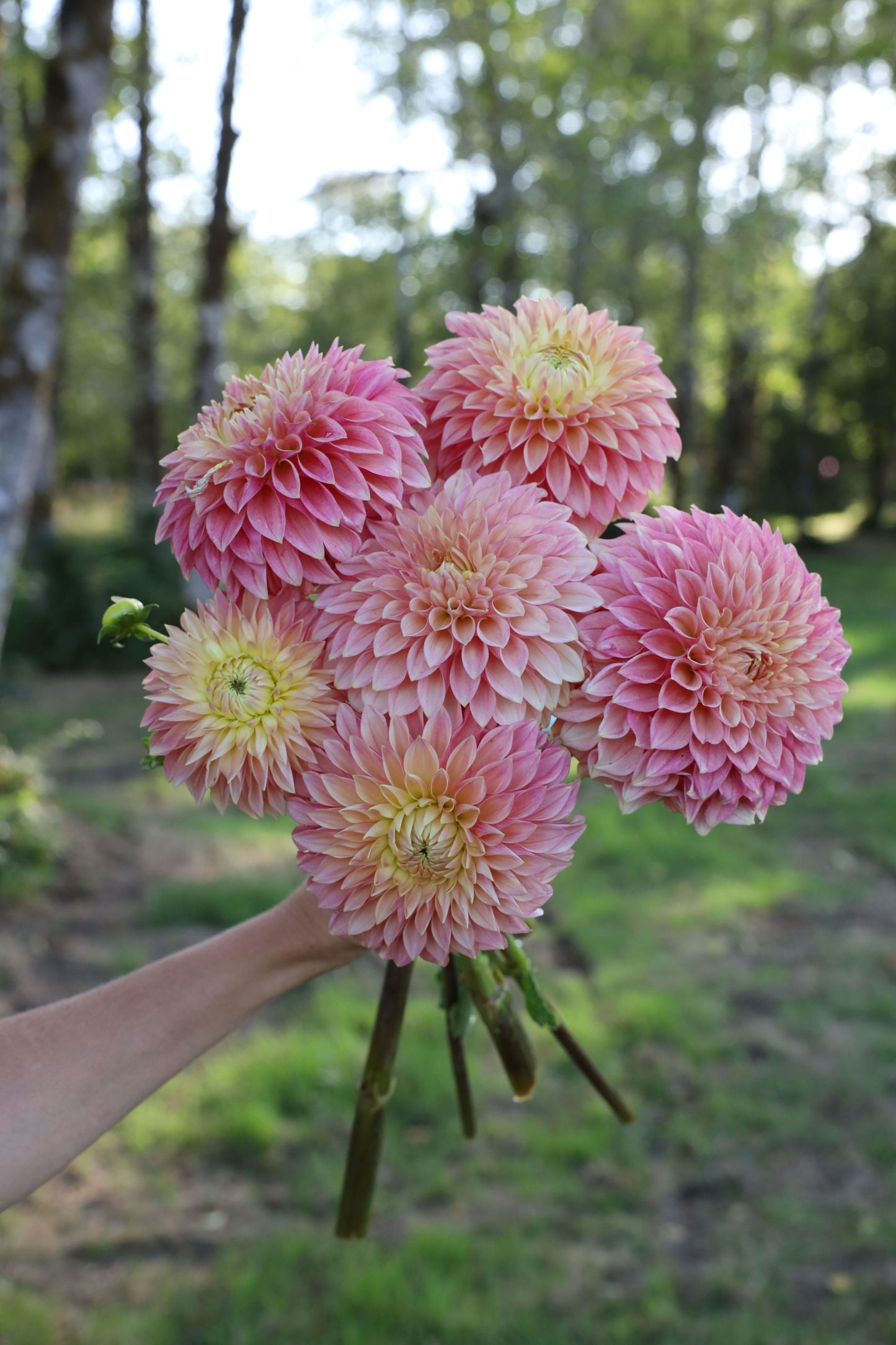KA® Desert Rose Dahlia - Limit 1