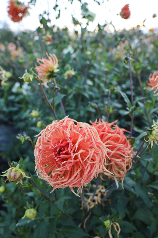 Bed Head Dahlia