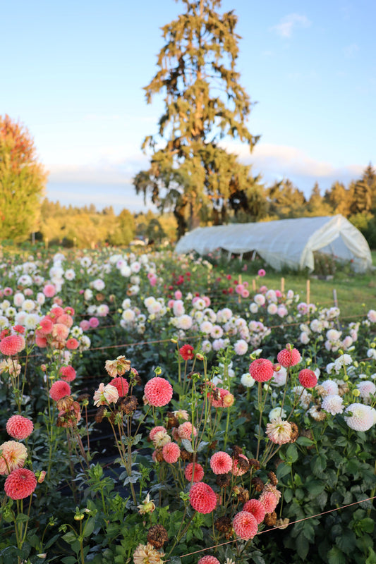 Dahlia Seeds - Unicorn Mix