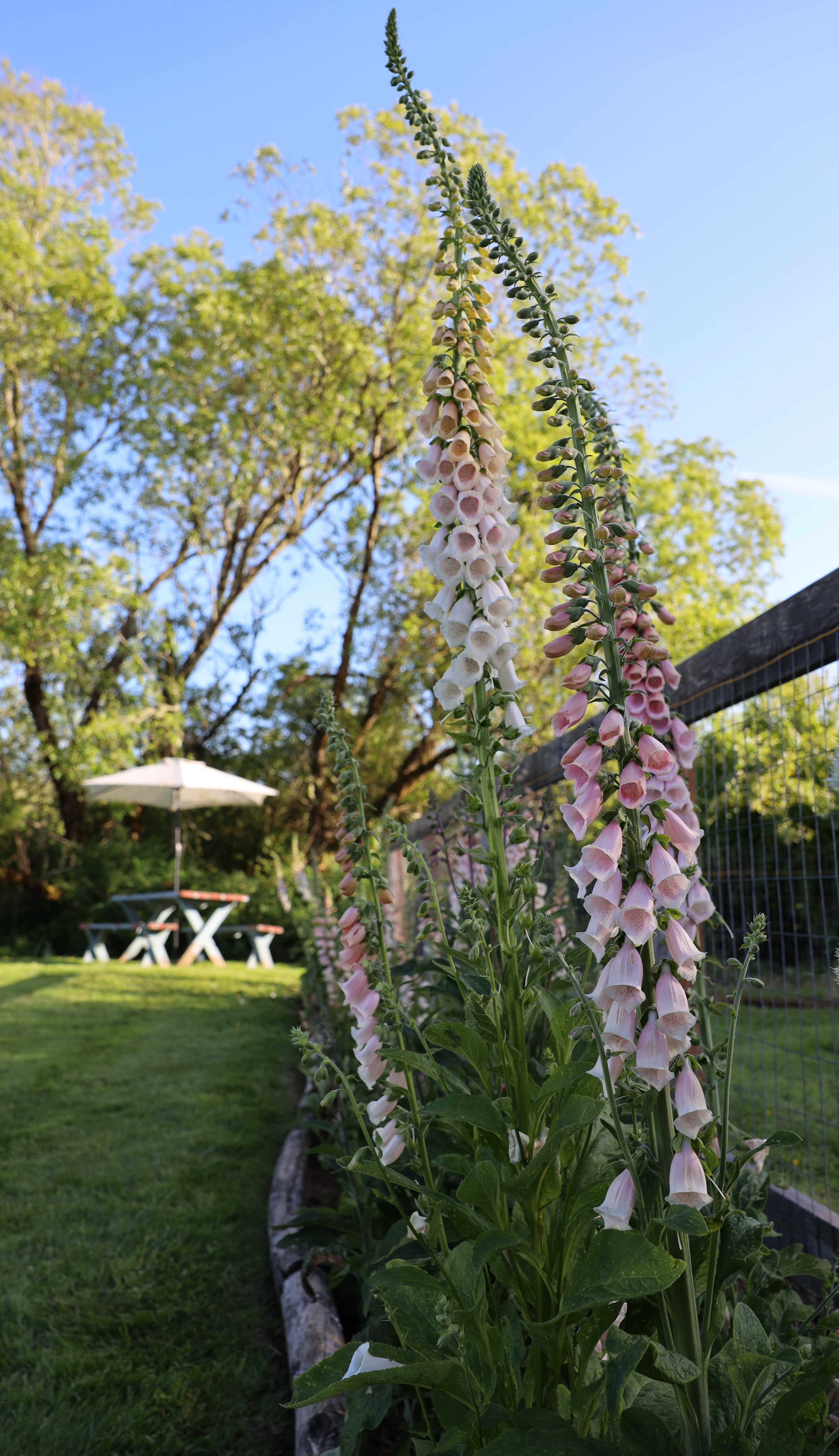 Foxglove 'Pink Gin' – Flower People
