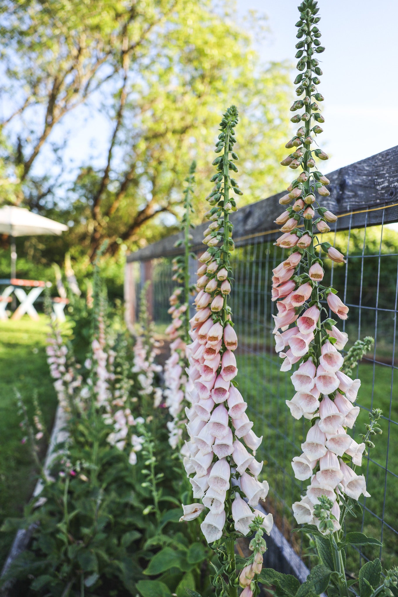 Foxglove 'Pink Gin'