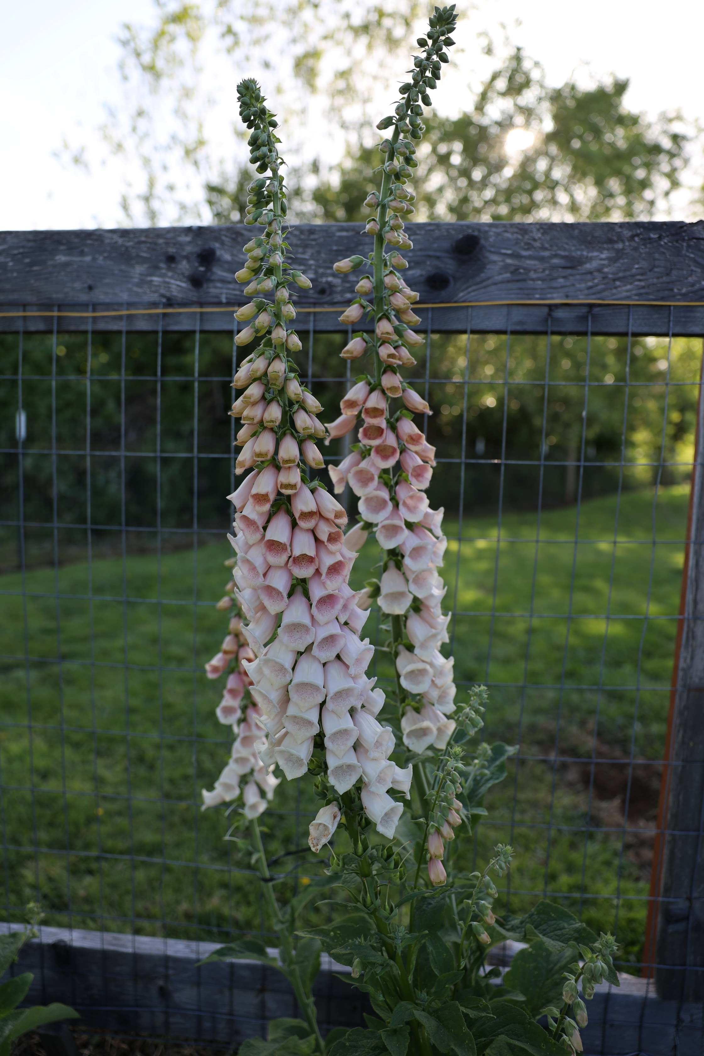 Foxglove 'Pink Gin' – Flower People