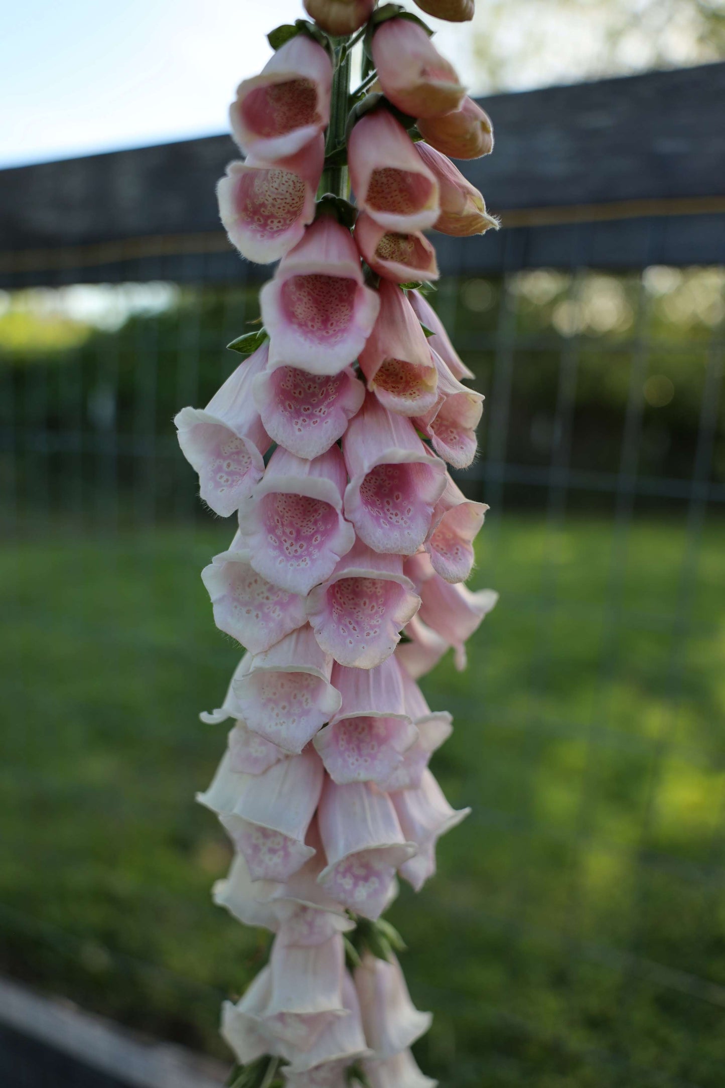 Foxglove 'Pink Gin'