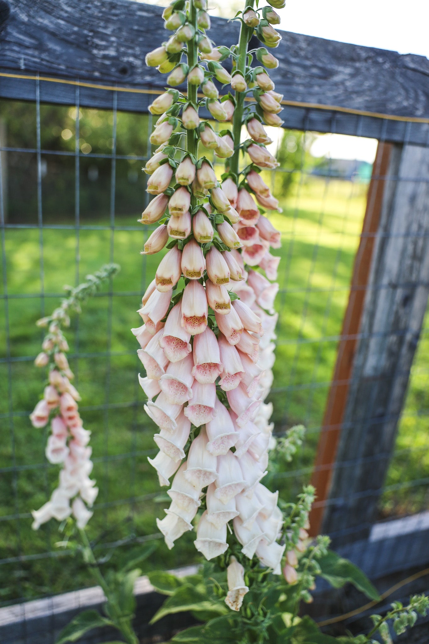 Foxglove 'Pink Gin' – Flower People