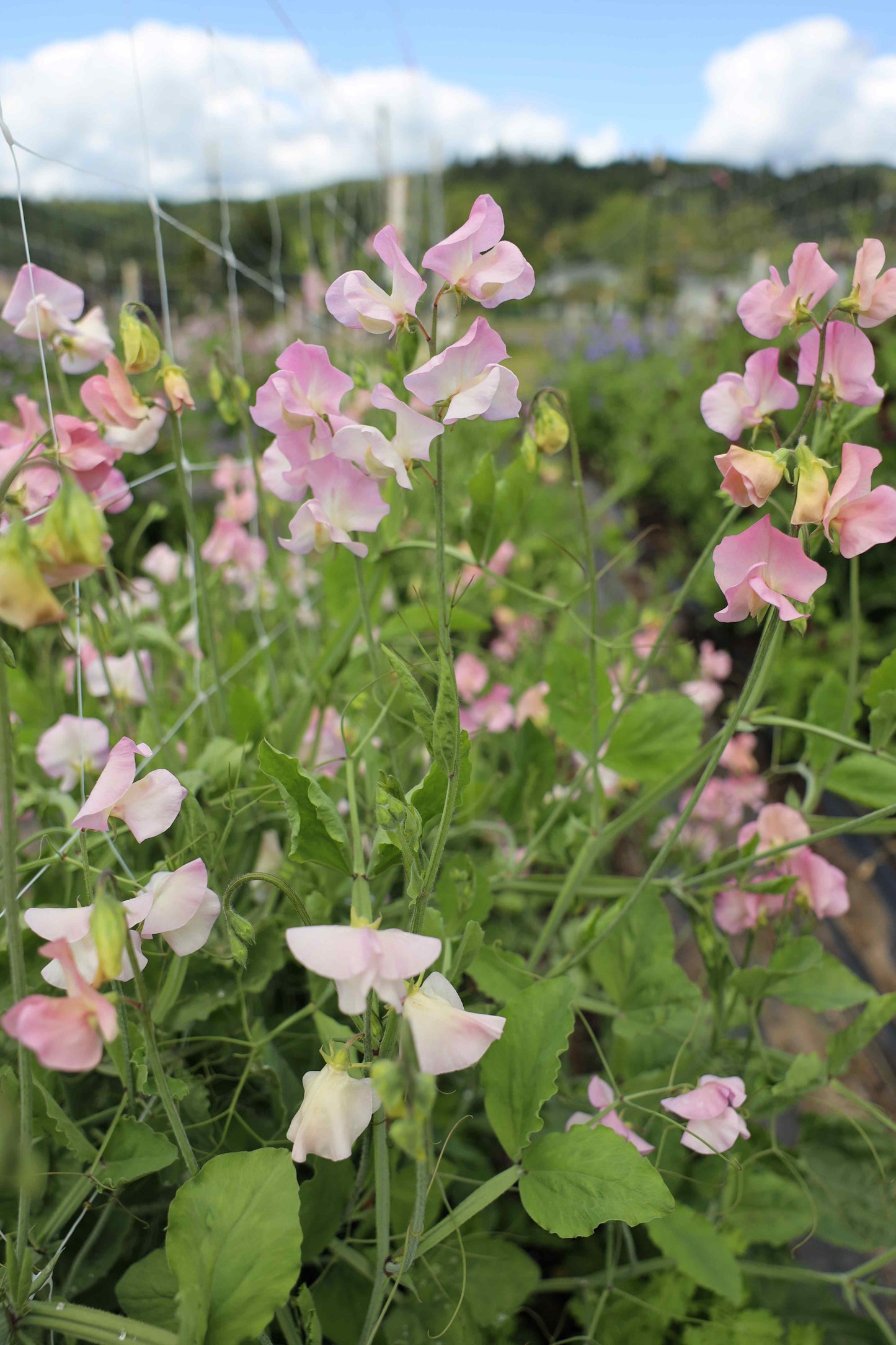 Sweet Pea 'Alisa'