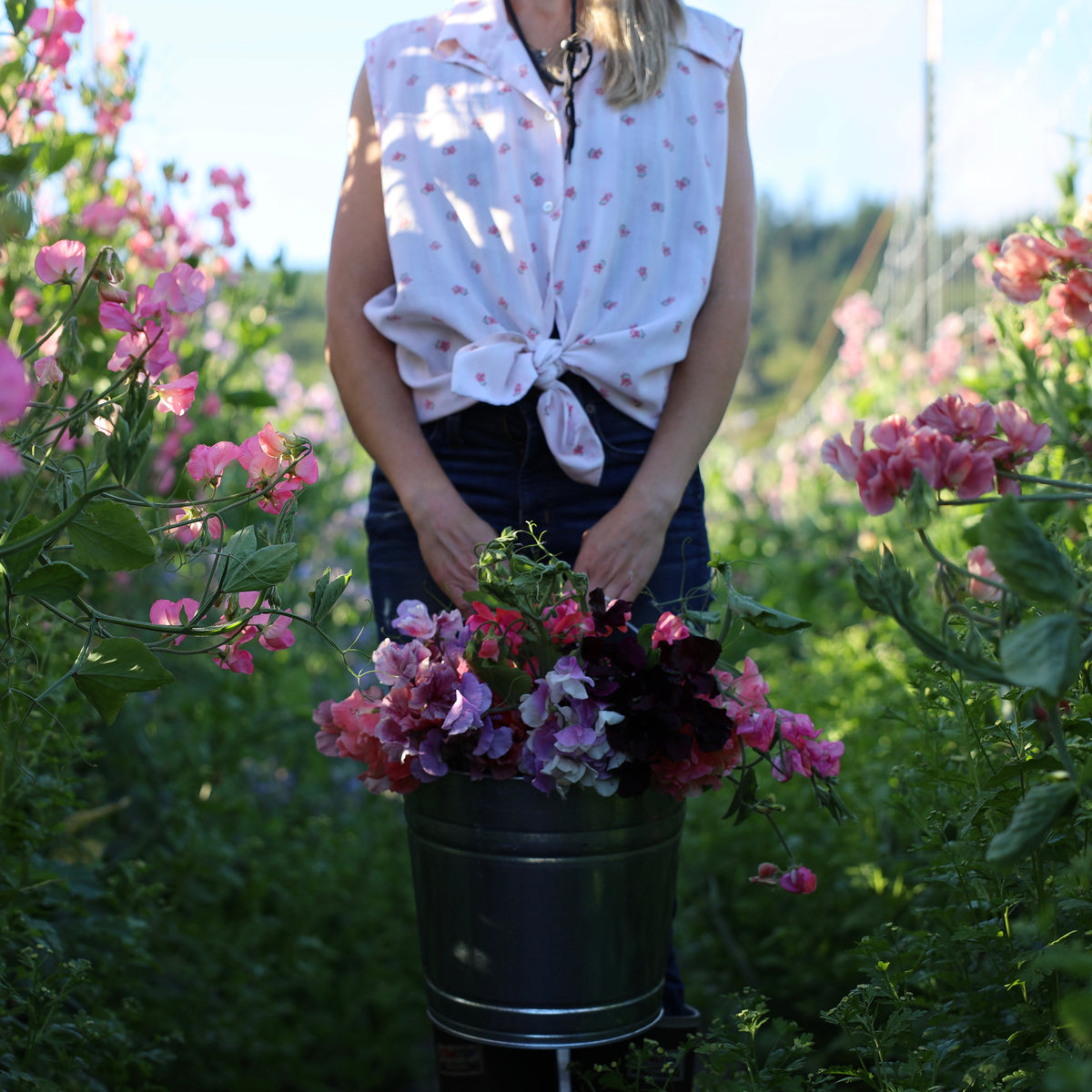 Sweet Pea Collection - All 36 Varieties