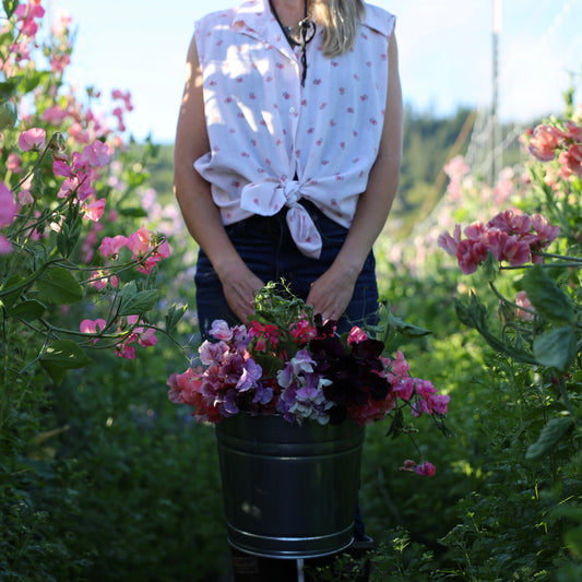 Sweet Pea Collection - All 35 Varieties