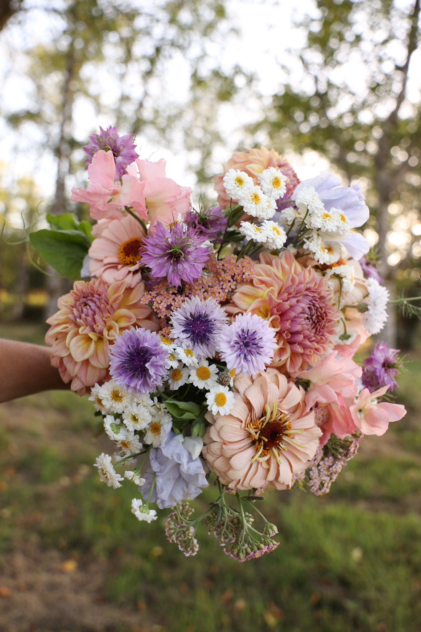 RM Summer Haze Dahlia
