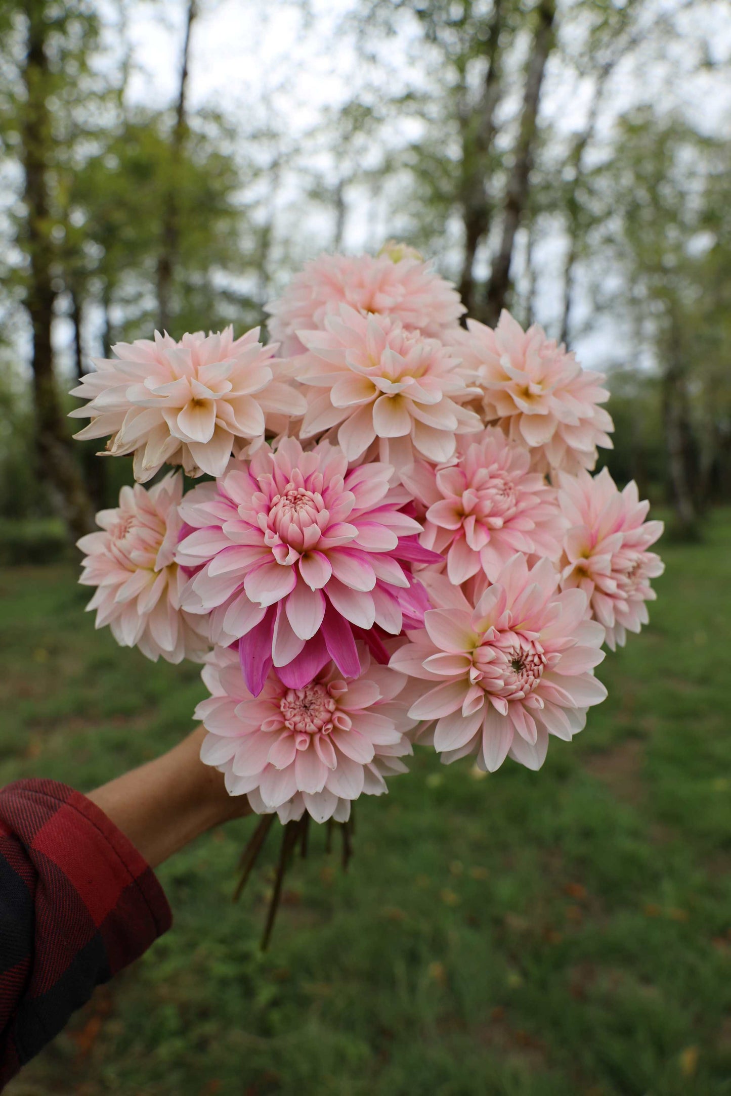 Budapest Blush Dahlia