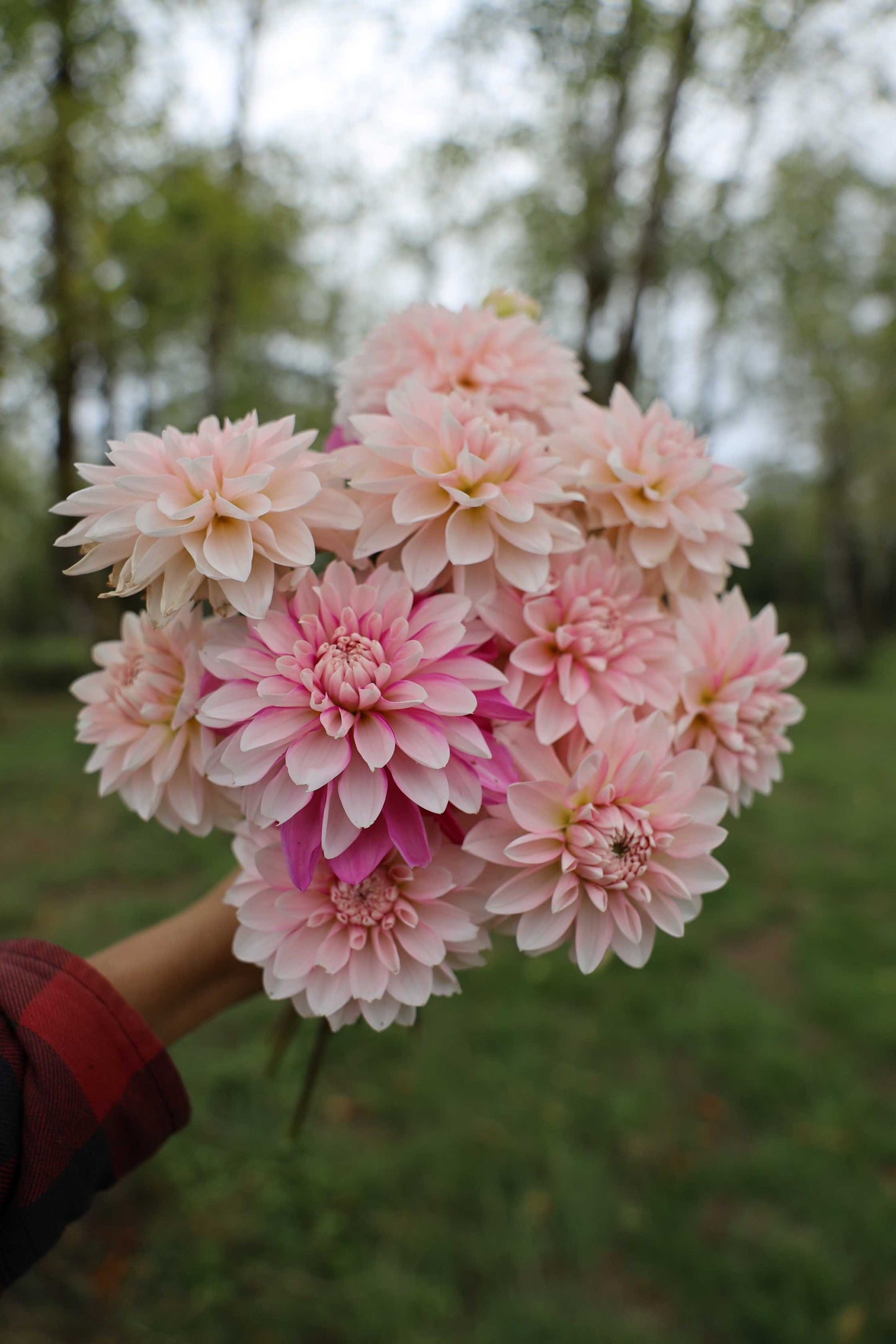 Budapest Blush Dahlia