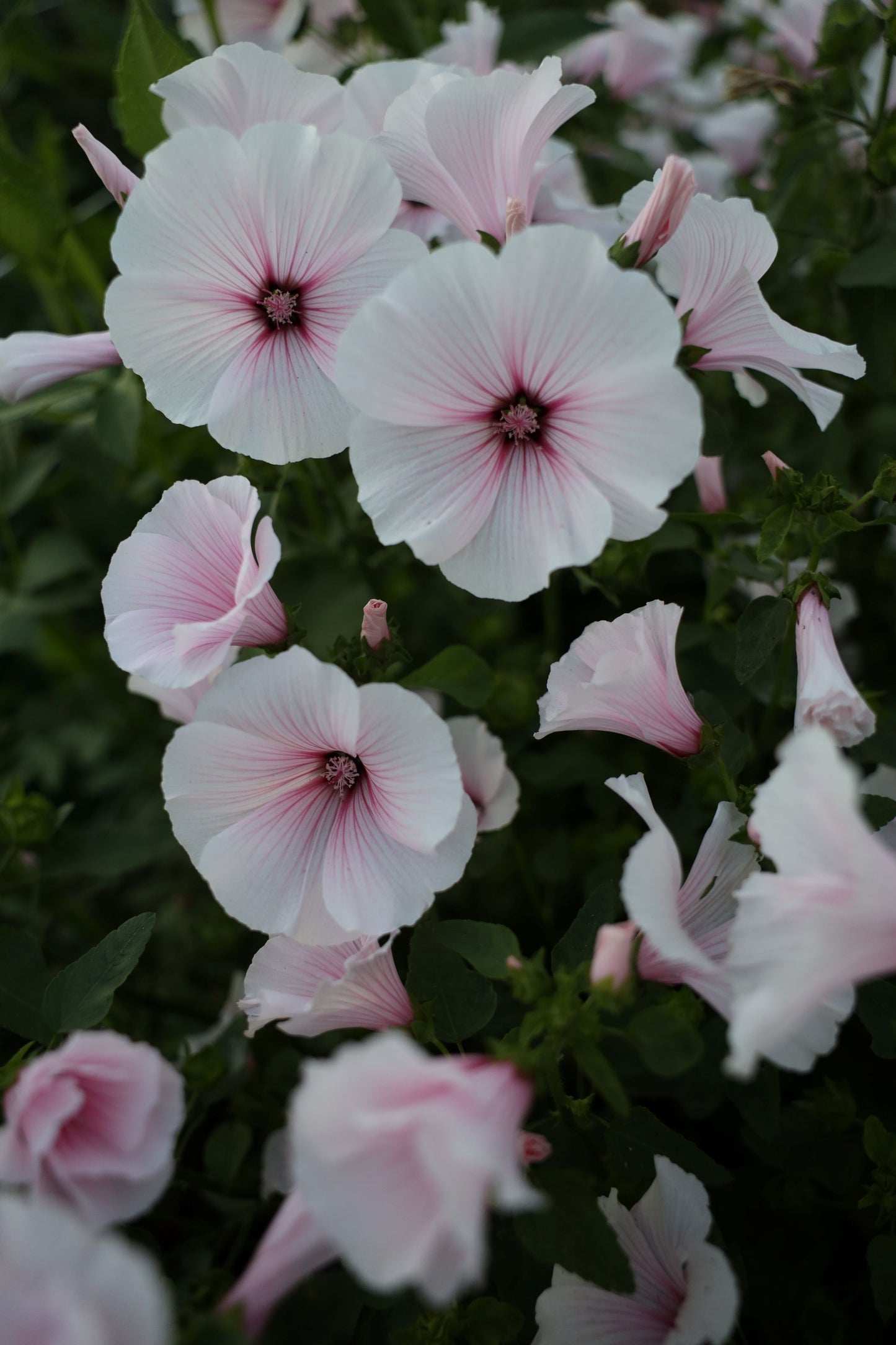 Lavatera 'Pink Regis'