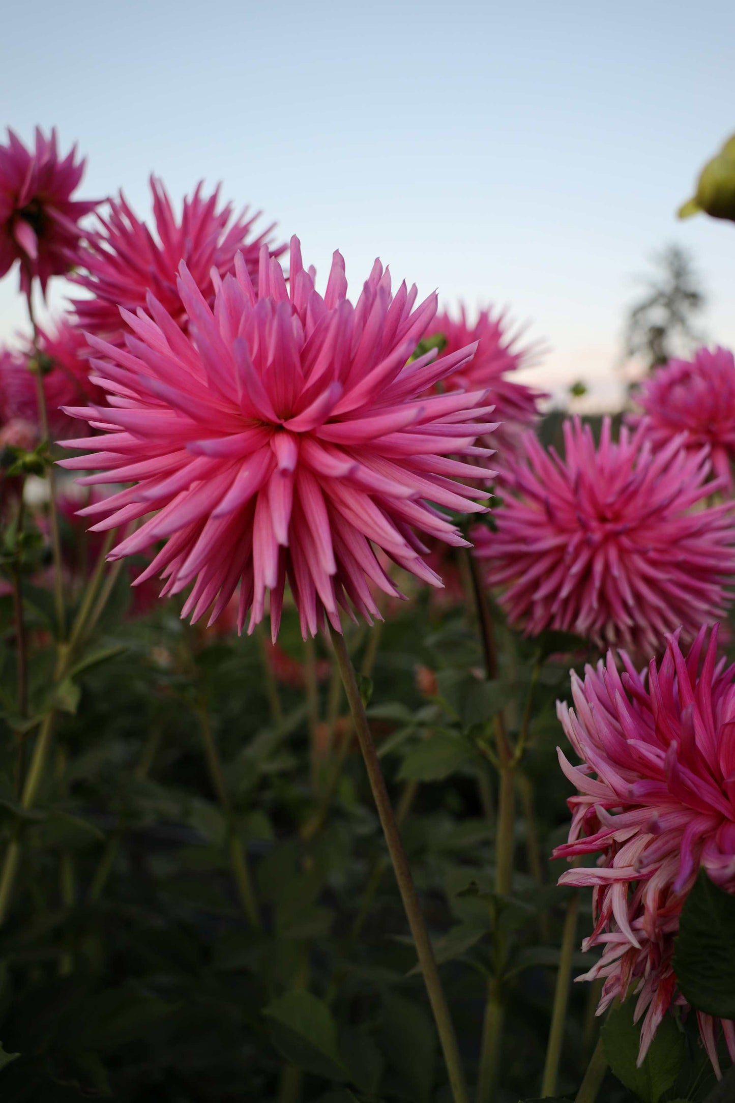 Sandia Barbie Dahlia