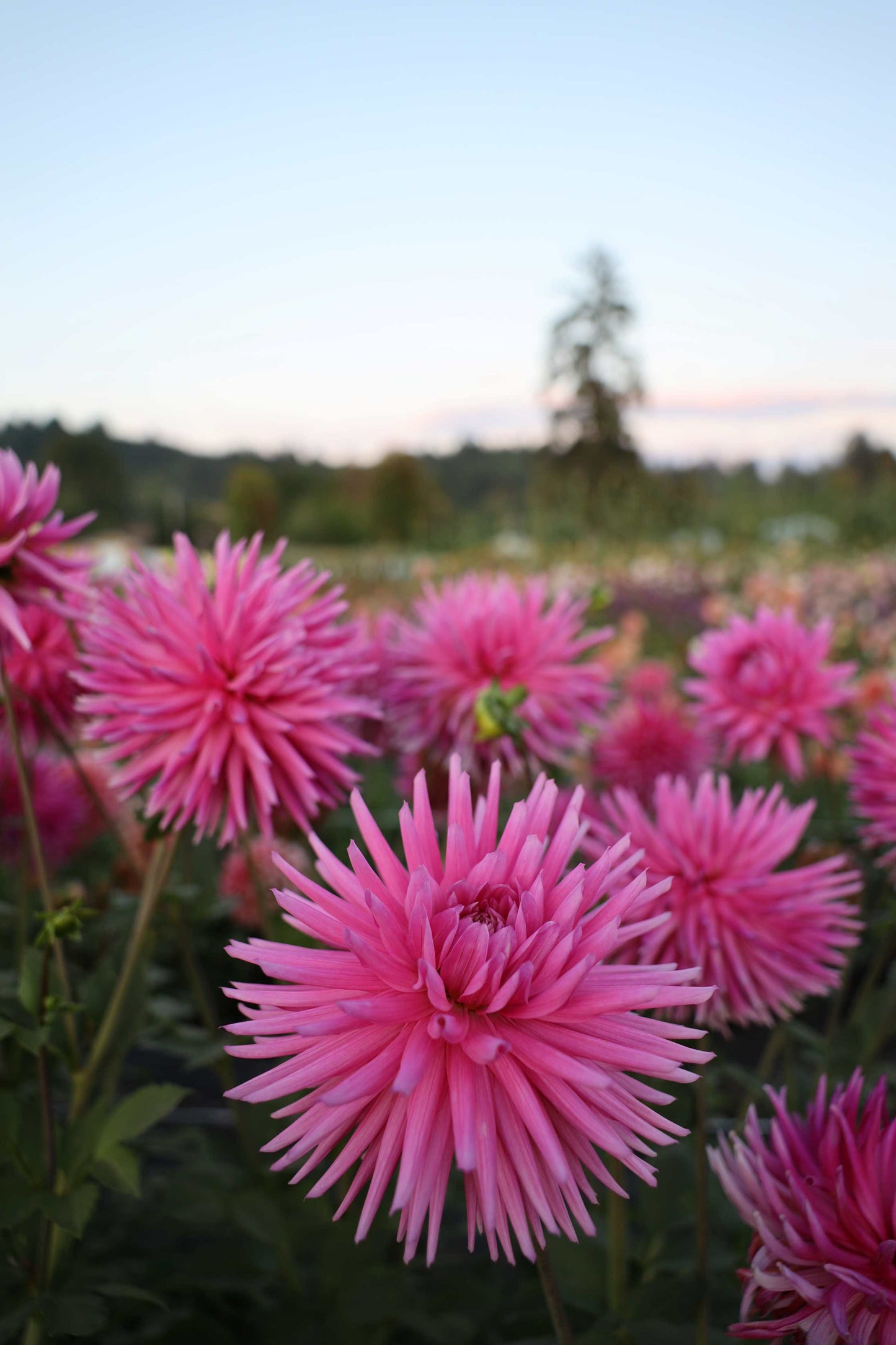 Sandia Barbie Dahlia
