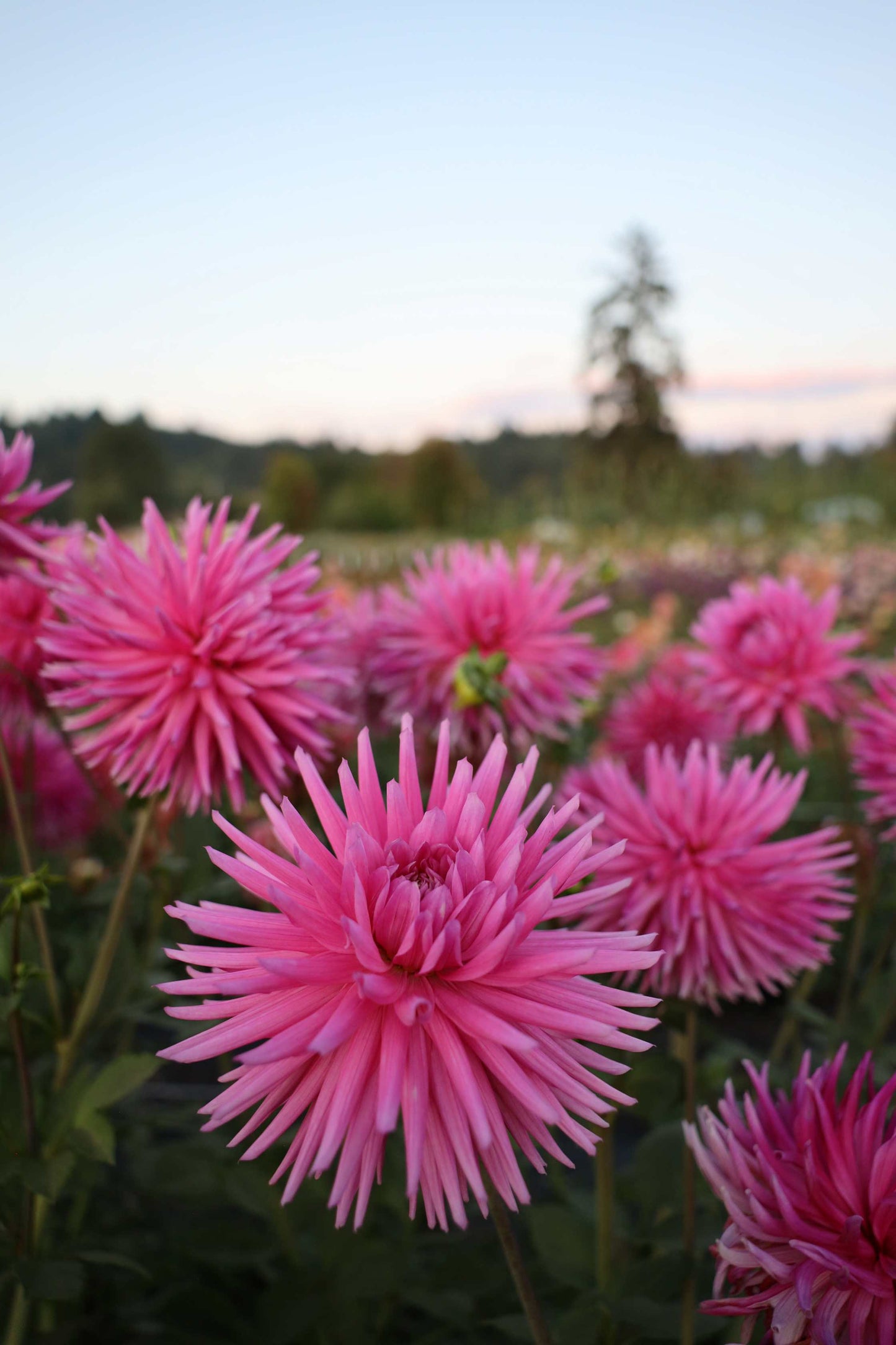 Sandia Barbie Dahlia