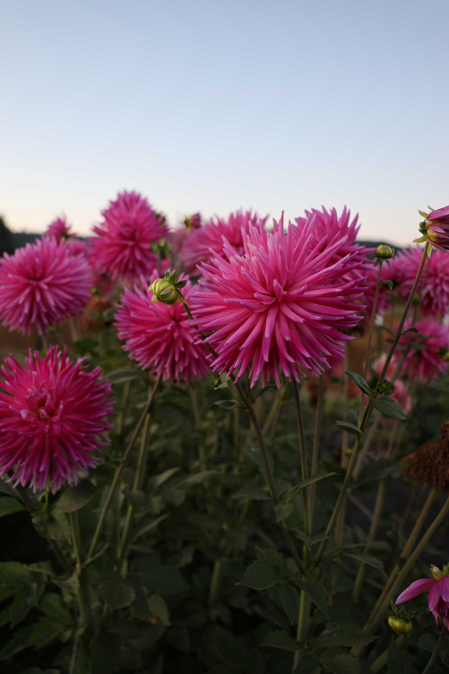 Sandia Barbie Dahlia