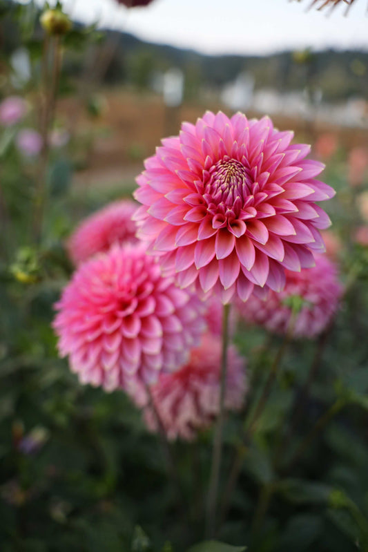 Bloomquist Mojo Dahlia