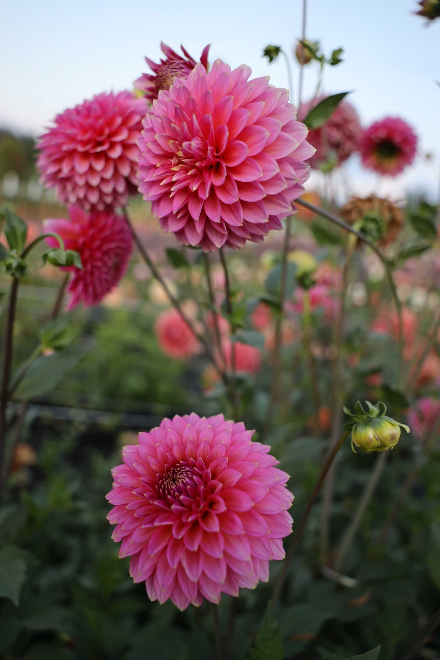 Bloomquist Mojo Dahlia