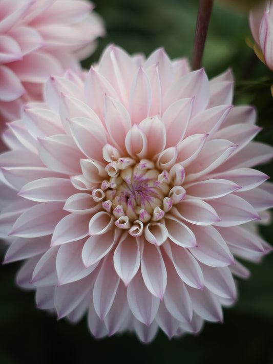 RM Aurora Dahlia