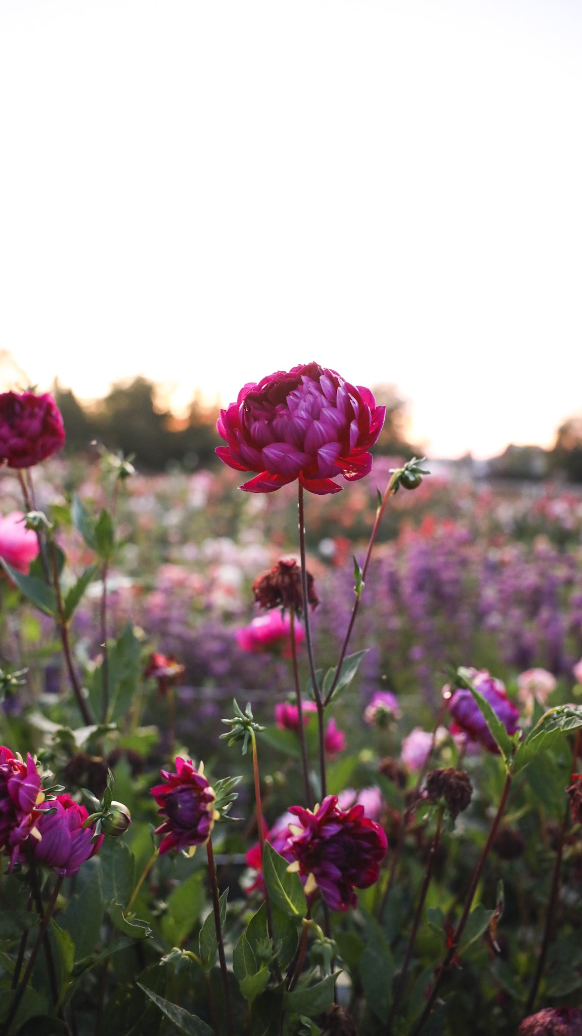 Sandia Nocturne Dahlia