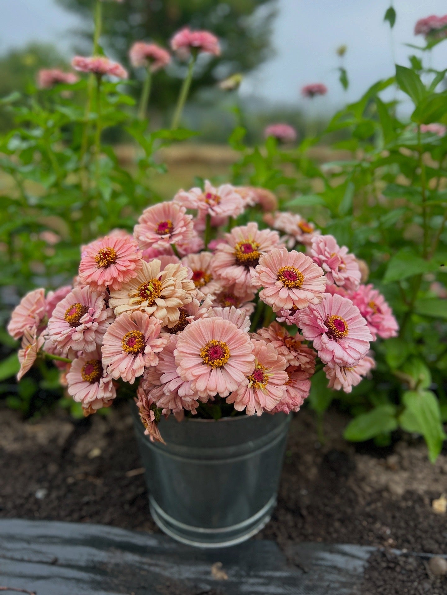 Zinnia 'Pastel Mix'