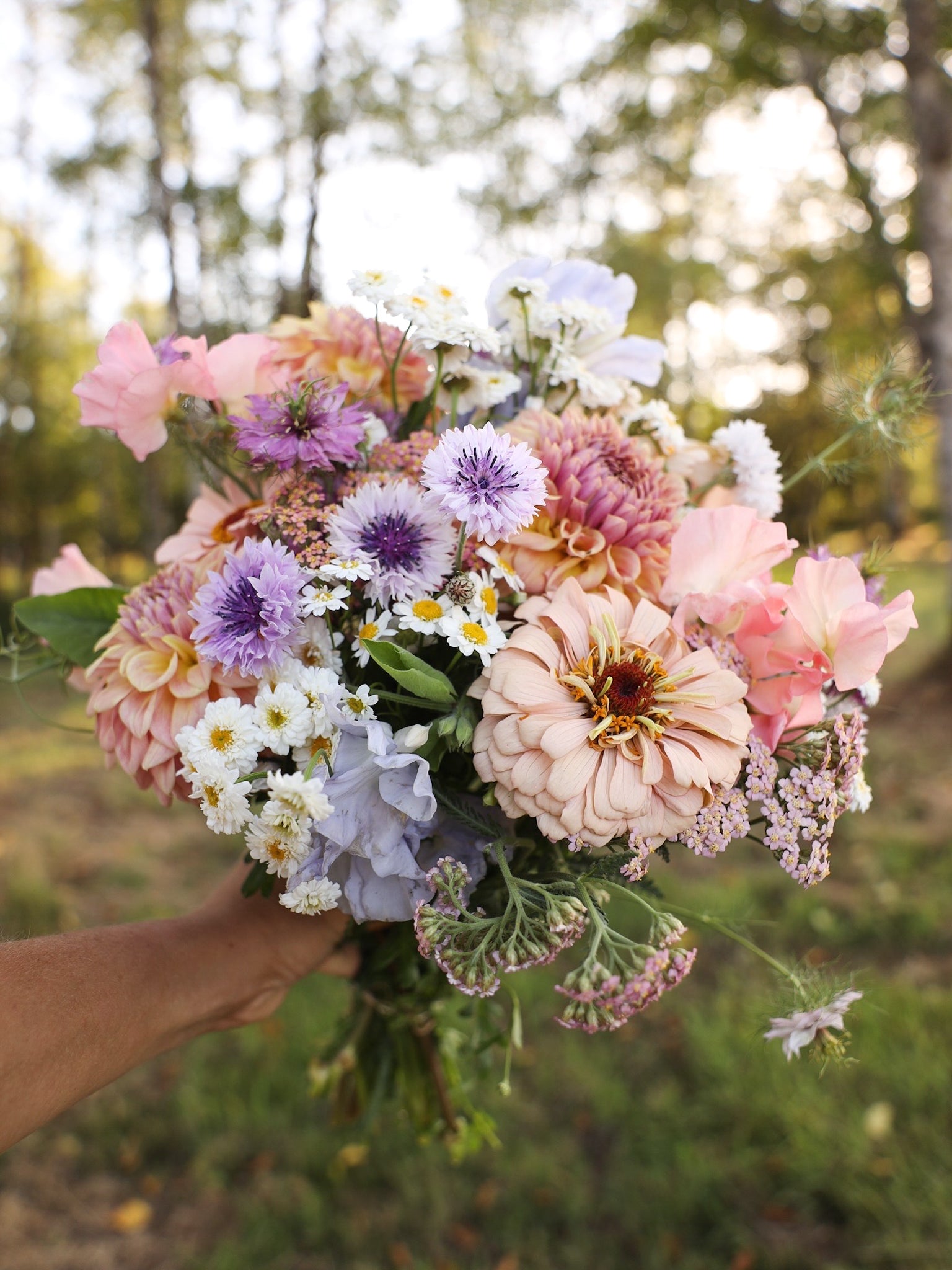 FP 2026 Collection (Zinnias, Celosia, Dahlias, Poppies, Foxgloves