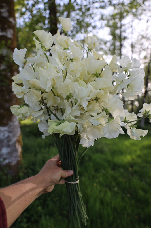 Sweet Pea 'Jilly'