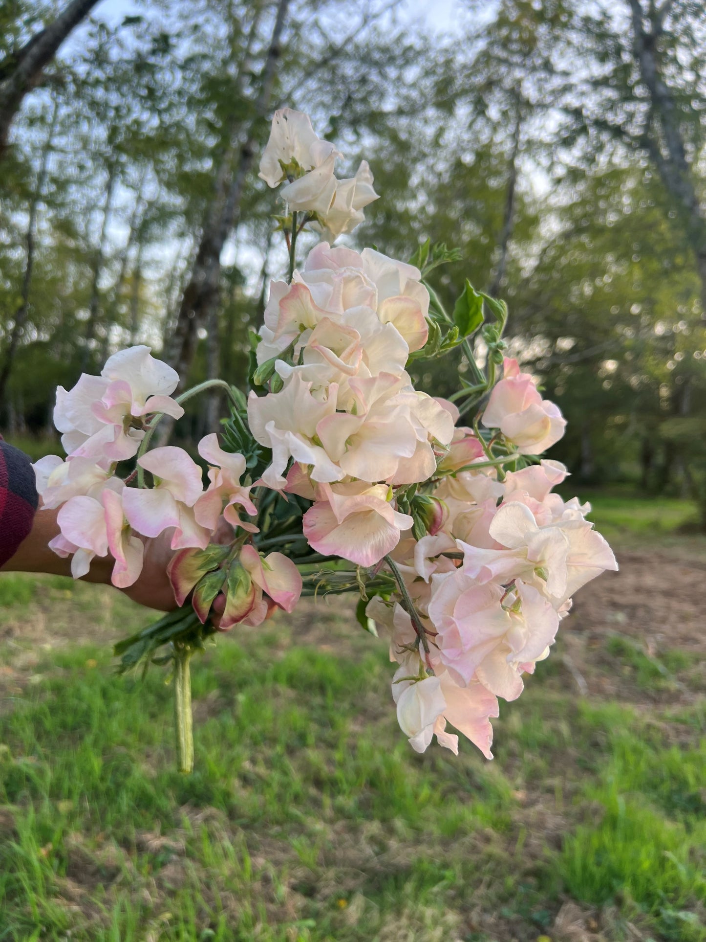 Sweet Pea  'Alyson D'