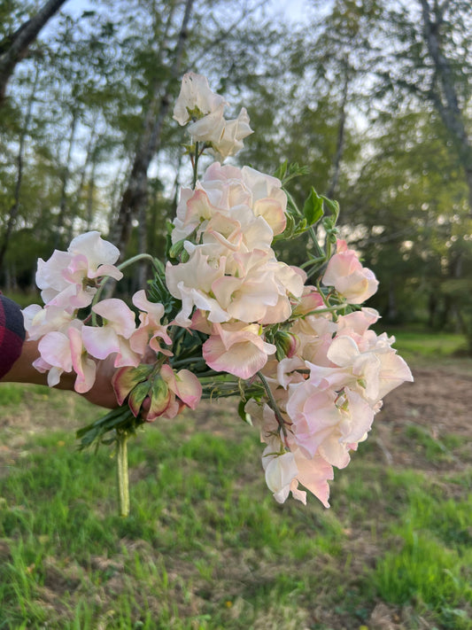 Sweet Pea  'Alyson D'