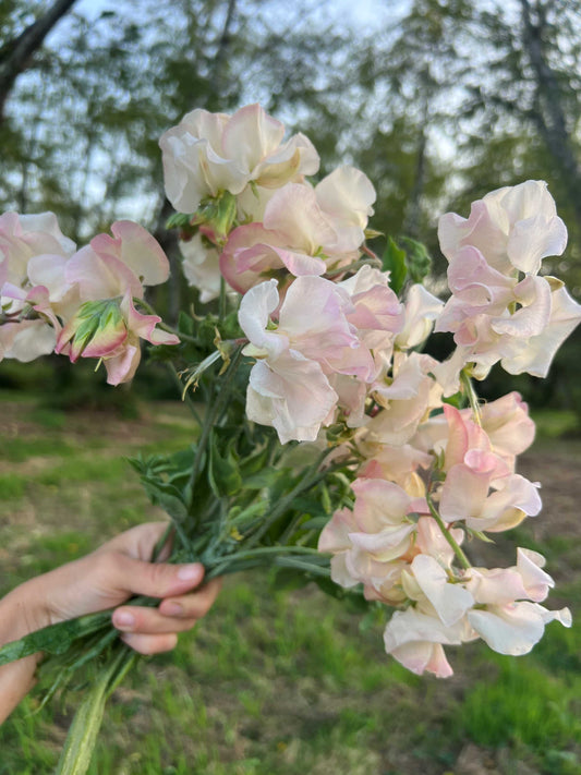 Sweet Pea  'Alyson D'