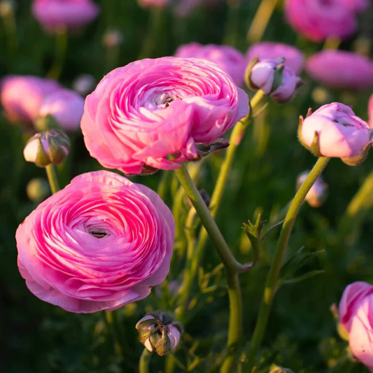 Ranunculus Amandine Barby - 20 corms