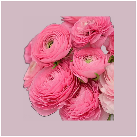 Ranunculus Amandine Barby - 20 corms (Available Now)