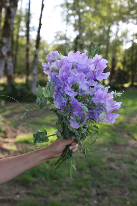 Sweet Pea 'Andrew Cavendish'
