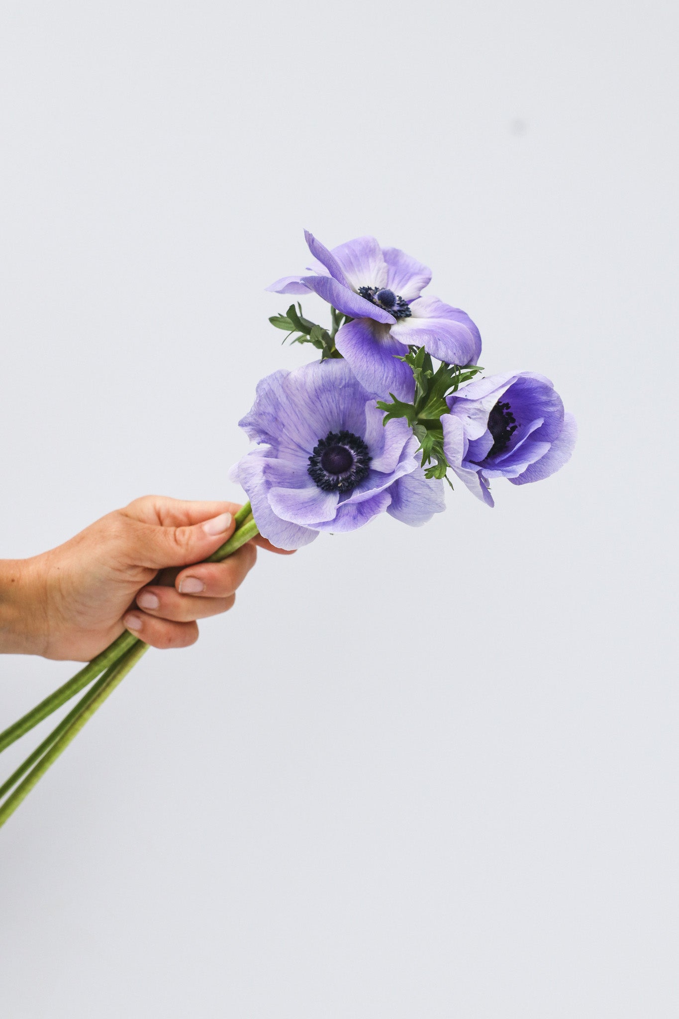 Anemone Plus Azzuro - 10 corms