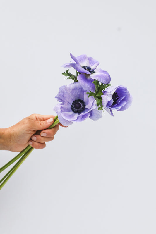 Anemone Plus Azzuro - 10 corms