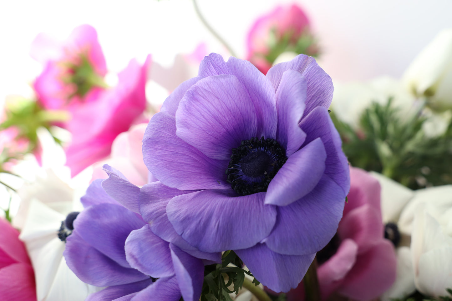 Anemone Plus Azzuro - 10 corms