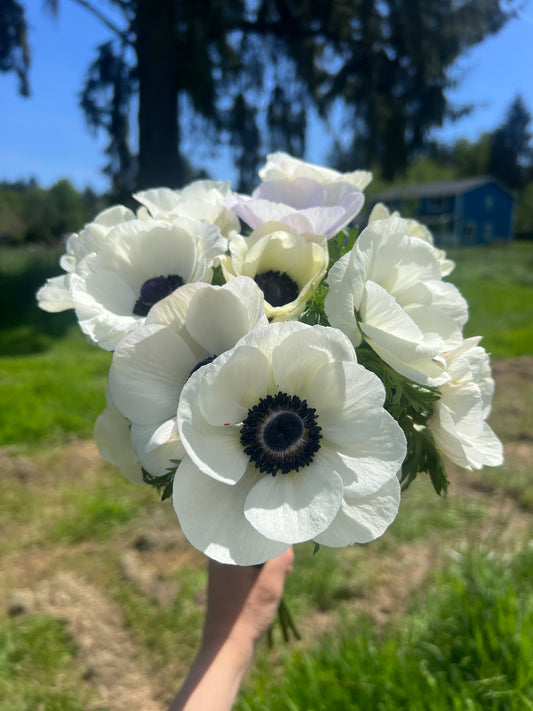Anemone Mistral Panda - 10 corms