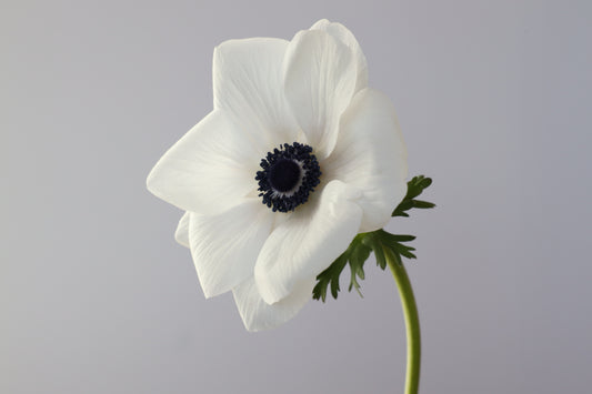 Anemone Mistral Panda - 10 corms (Available Now)