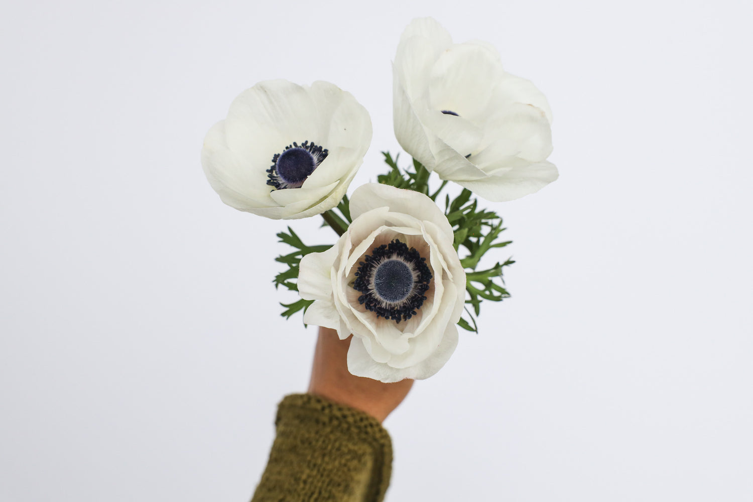 Mistral Panda Anemone Mistral Panda - 10 corms (Available Now) – Flower People