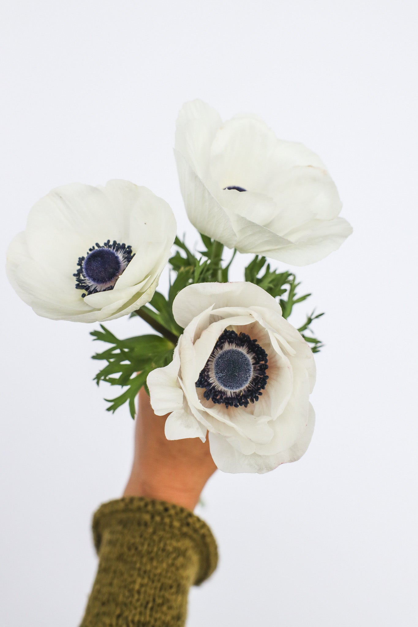 Mistral Panda Anemone Mistral Panda - 10 corms – Flower People