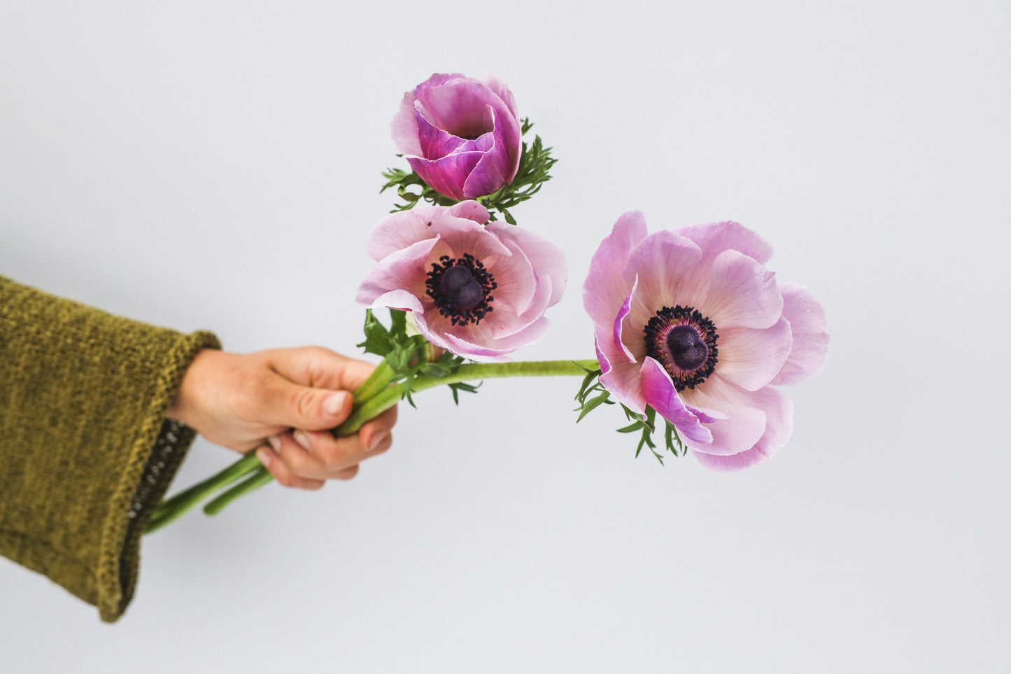 Anemone Mistral Plus Rarity - 10 corms