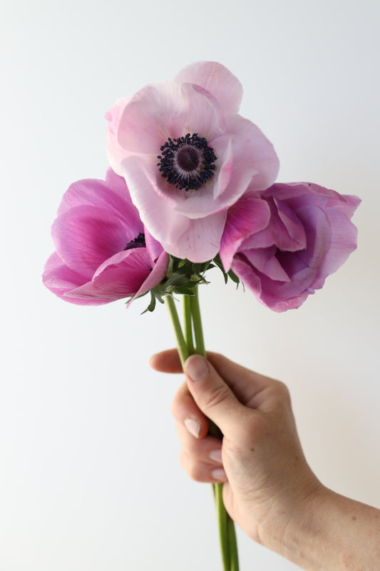 Anemone Mistral Plus Rarity - 10 corms