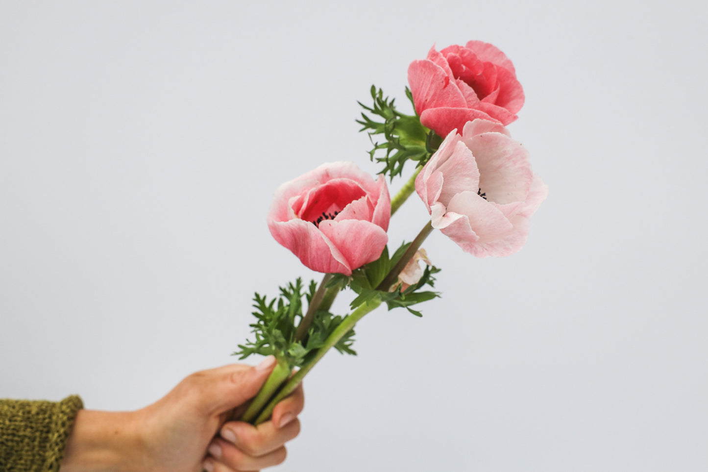 Anemone Mistral Rosa Chiaro - 10 corms