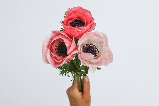 Anemone Mistral Rosa Chiaro - 10 corms