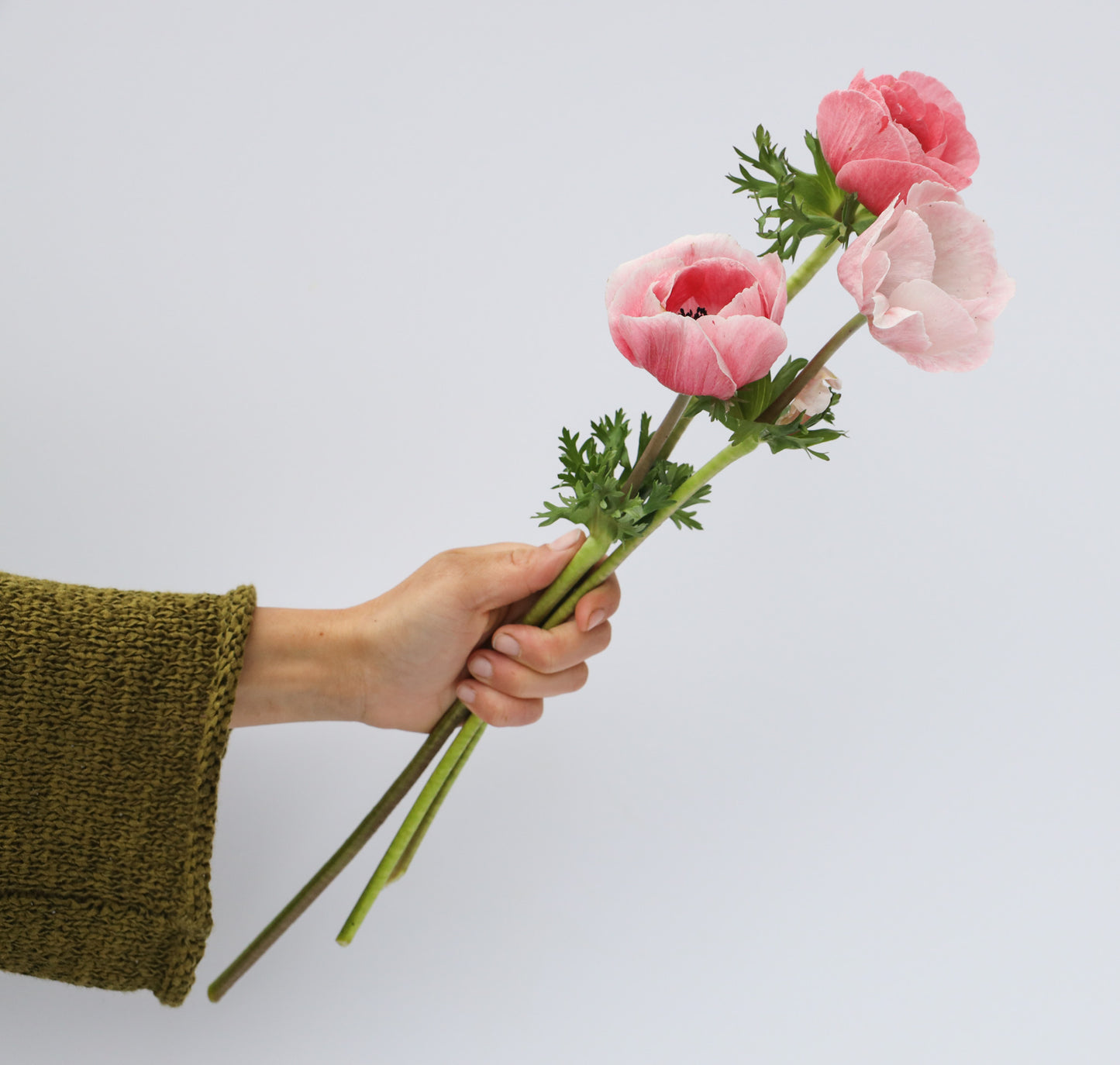 Anemone Mistral Rosa Chiaro - 10 corms