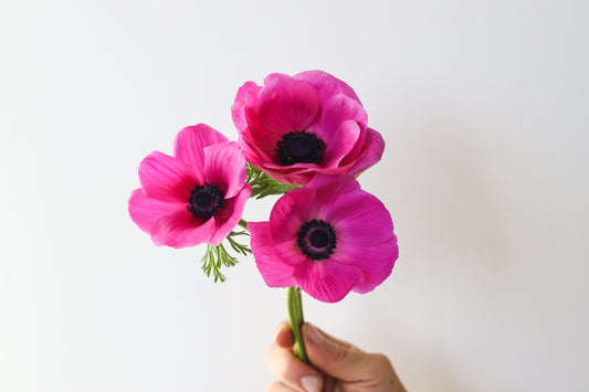 Anemone Mistral Fucsia - 10 corms (Available Now)