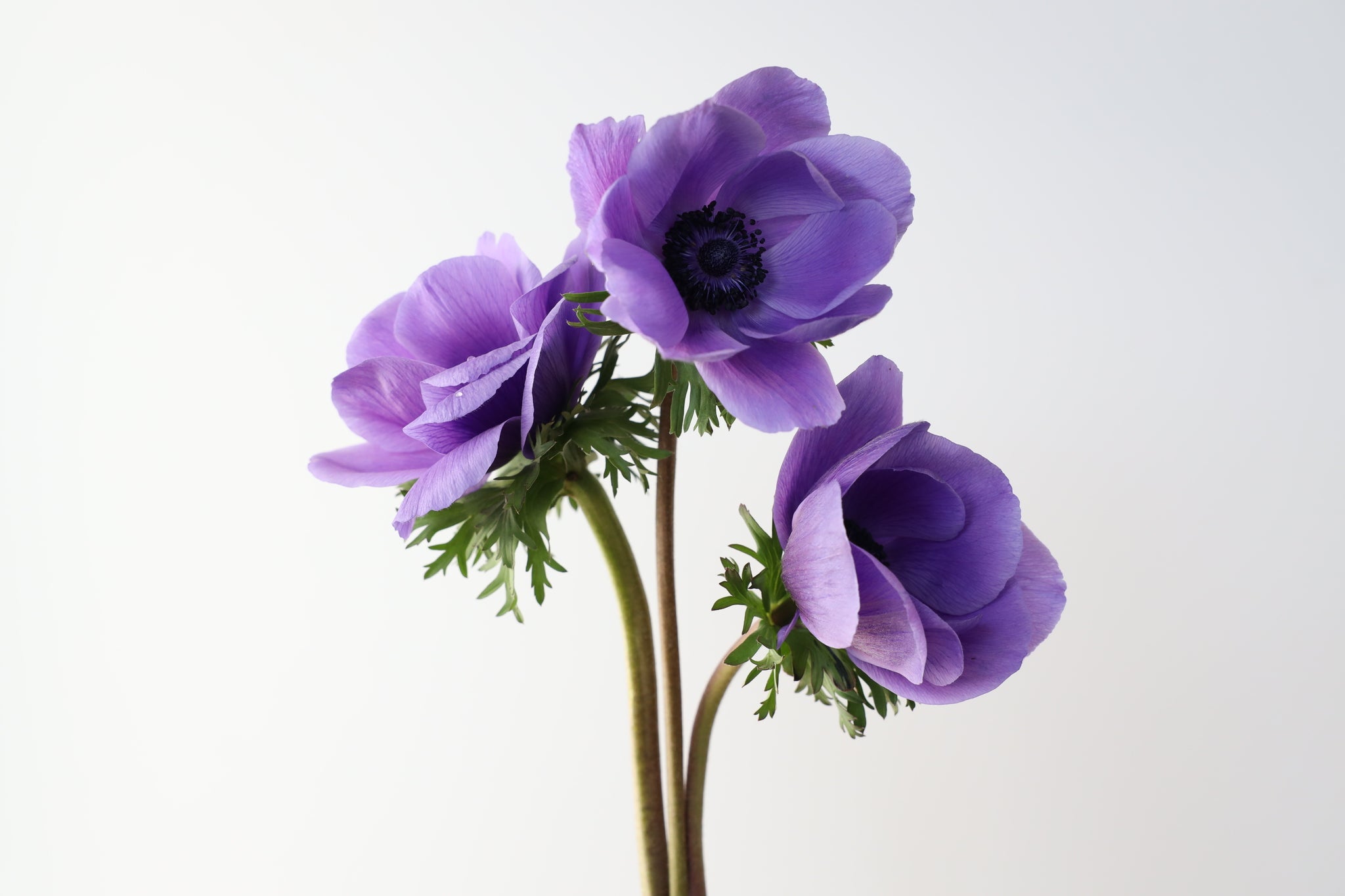 Anemone Mistral Blue 10 corms (Available Now) Flower People