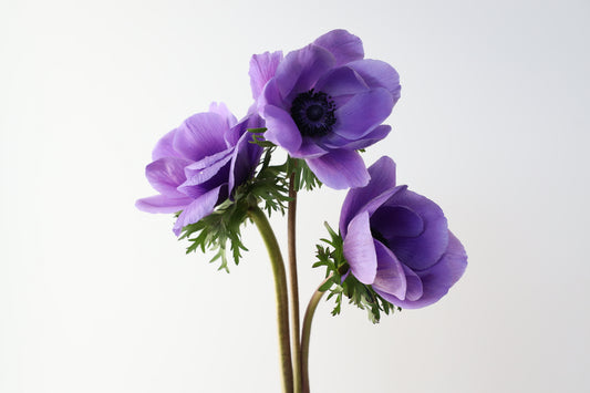 Anemone Mistral Blue - 10 corms (Available Now)