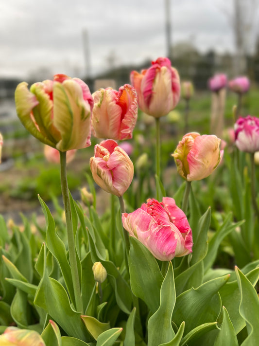 Apricot Parrot Tulip - 10 Bulbs (Ships in October)