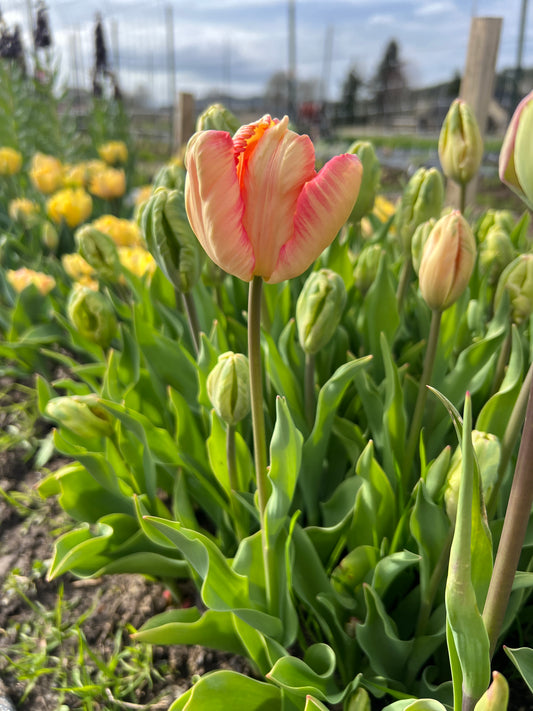 Apricot Parrot Tulip - 10 Bulbs (Ships in October)