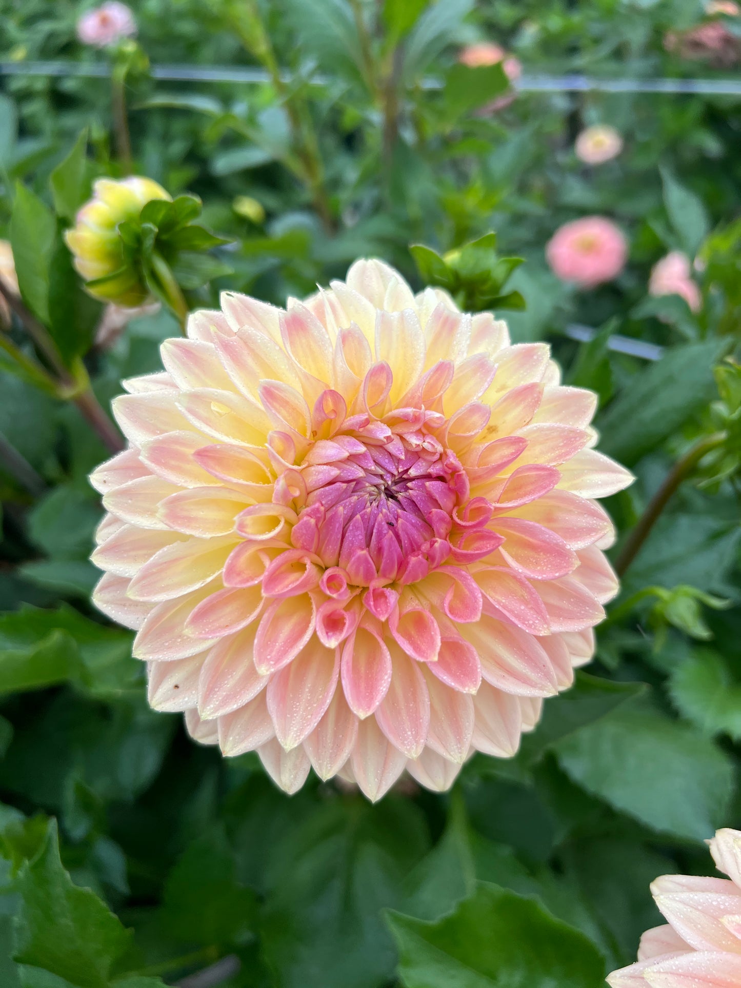 Bloomquist Alan Dahlia